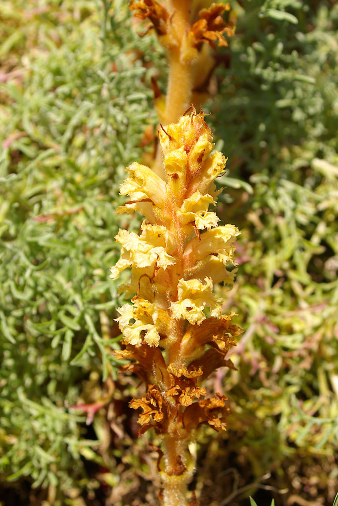 Orobanche elatior / Succiamele della centaurea